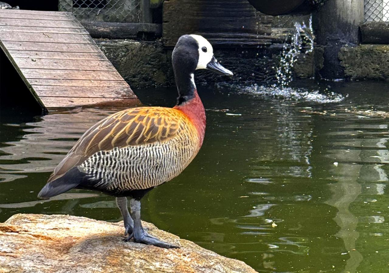 Costao Do Santinho Resort All Inclusive Florianopolis Exterior photo White-faced duck
