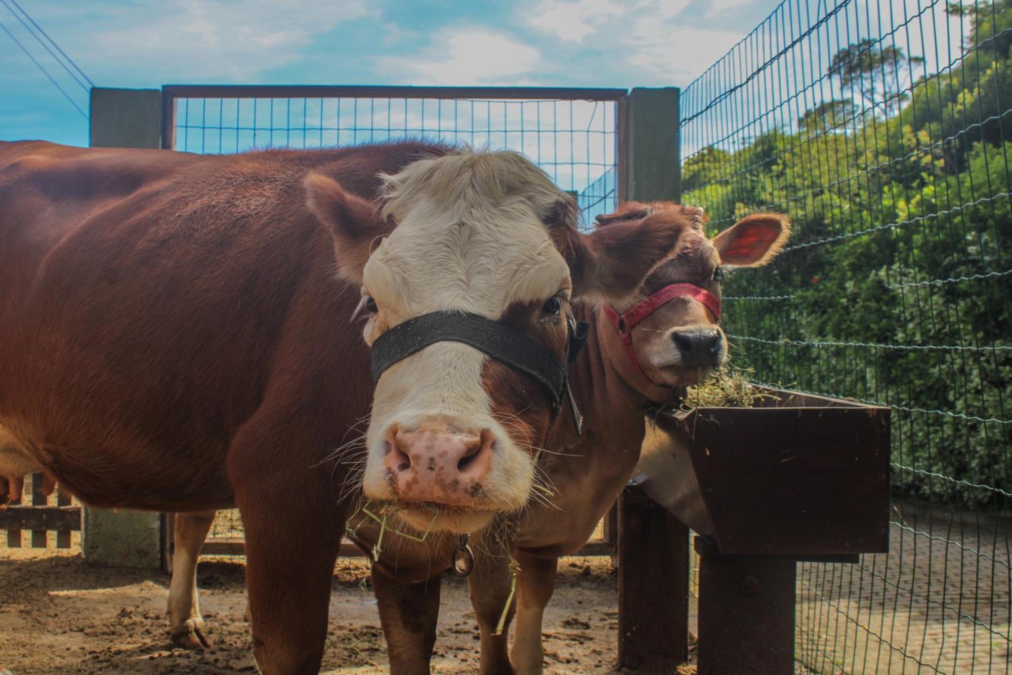 Costao Do Santinho Resort All Inclusive Florianopolis Exterior photo Cattle at the farm